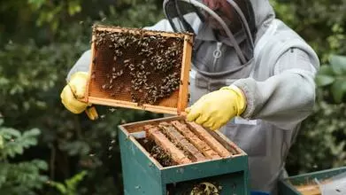 beekeeper dealing with bees in a honey hive