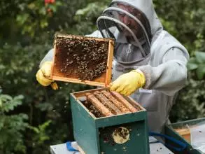 beekeeper dealing with bees in a honey hive