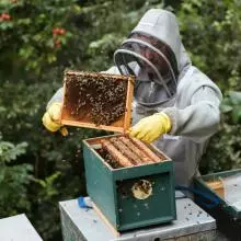 beekeeper dealing with bees in a honey hive