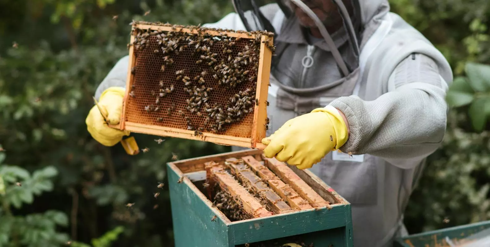 beekeeper dealing with bees in a honey hive